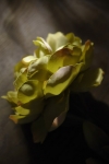 Fleur en tissu