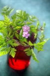 Bouquet d'herbes du jardin