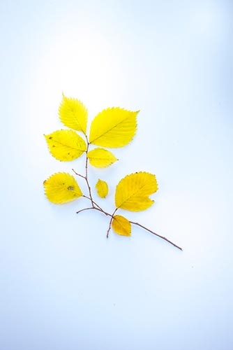 feuilles-jaunes