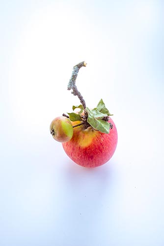 pomme-et-mini-pomme