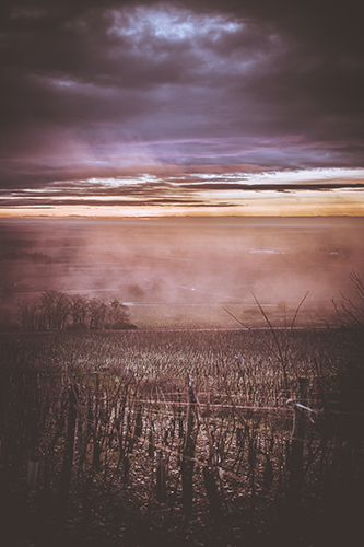 Lever de soleil spectaculaire orange avec brume en hiver,sur les vignes en Côte de Nuits